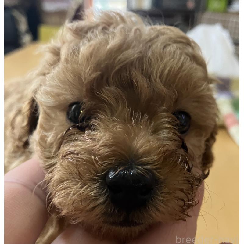 販売中の沖縄県のタイニープードル-447535の3枚目