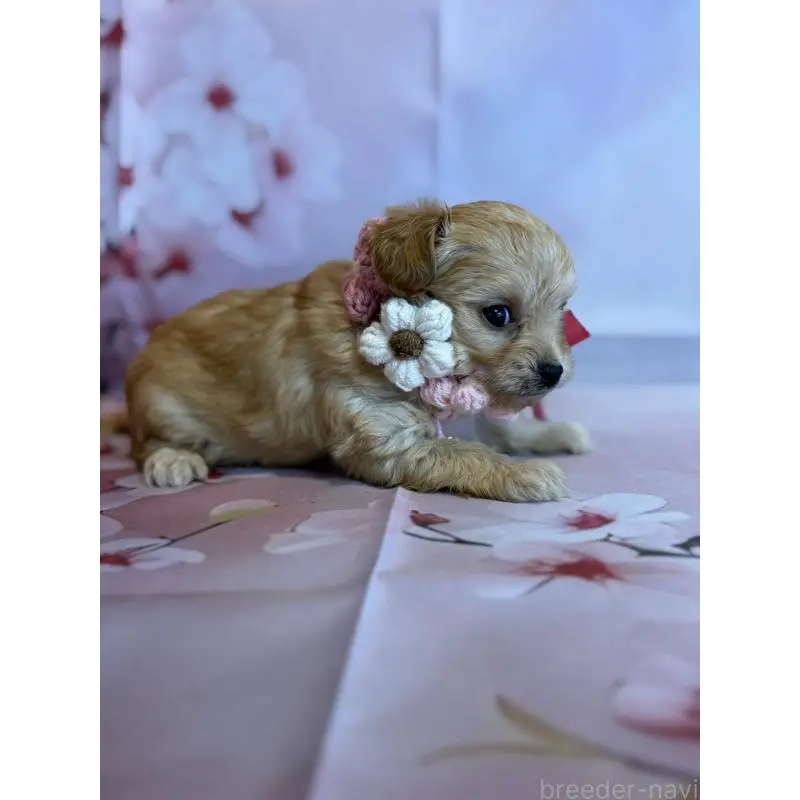 販売中の鹿児島県のチワプー:チワワ×トイプードル-453540の5枚目