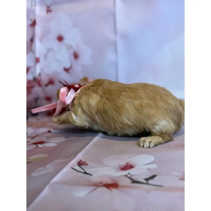 販売中の鹿児島県のチワプー:チワワ×トイプードル-453540の4枚目