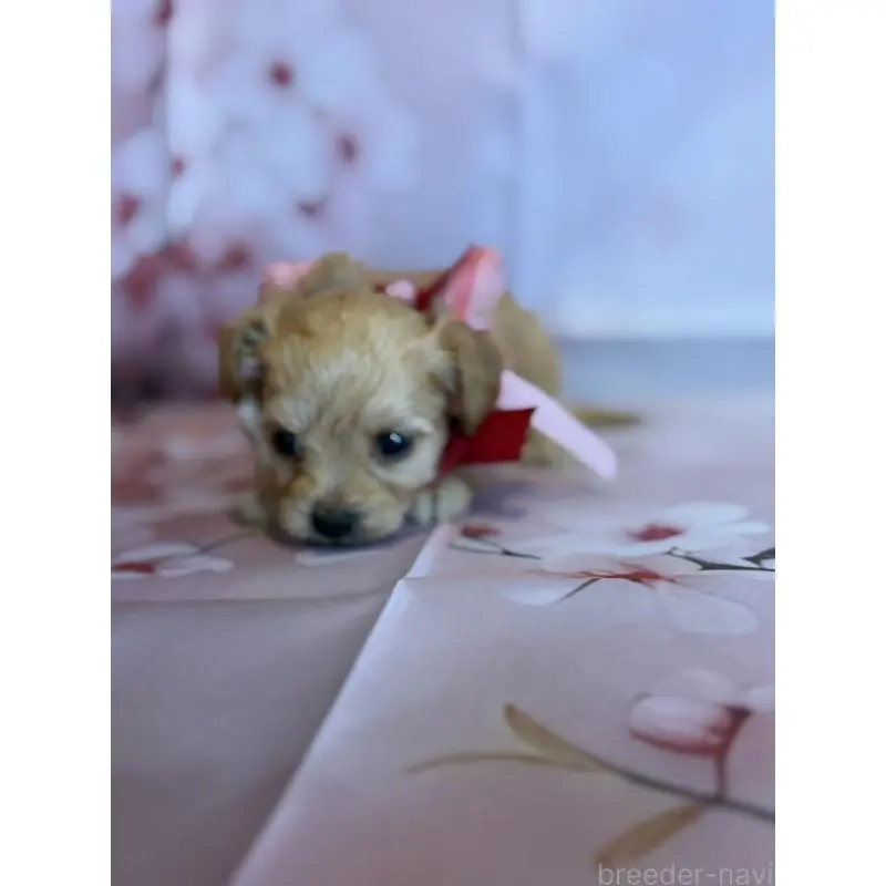 販売中の鹿児島県のチワプー:チワワ×トイプードル-453540の3枚目