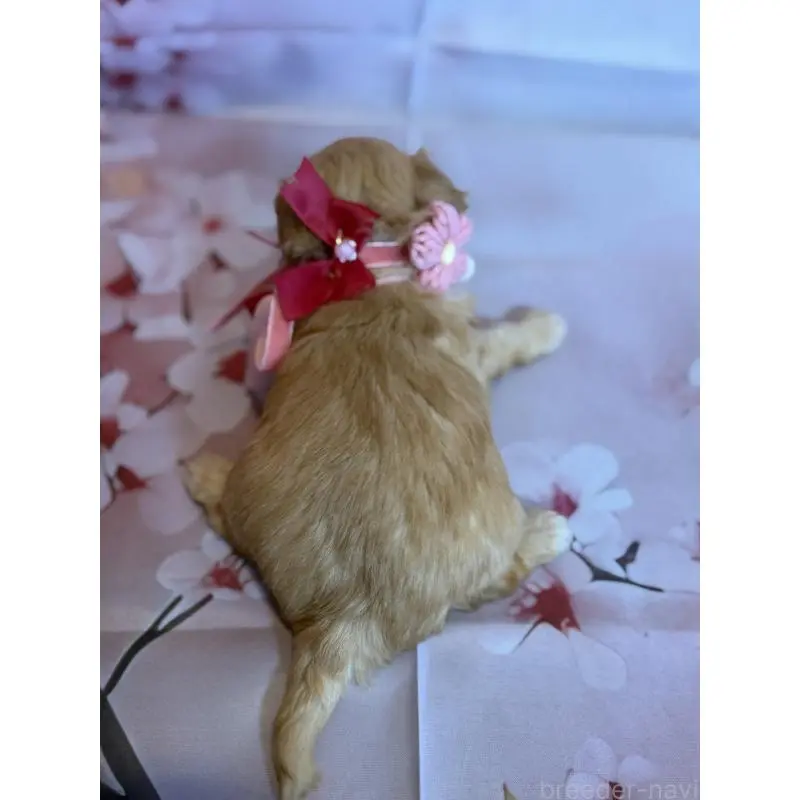 販売中の鹿児島県のチワプー:チワワ×トイプードル-453540の2枚目