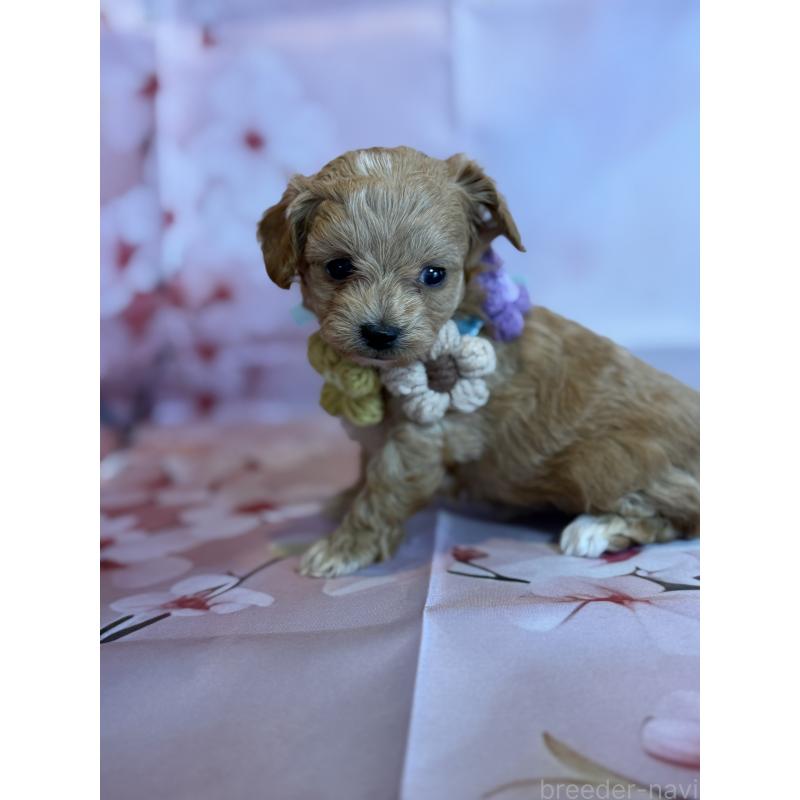 販売中の鹿児島県のチワプー:チワワ×トイプードル-453541の5枚目