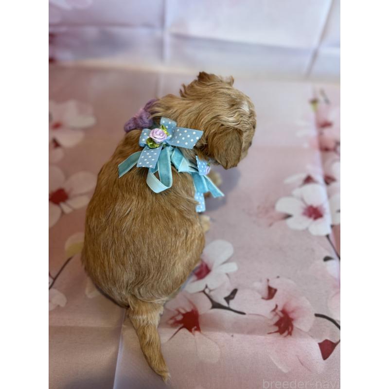 販売中の鹿児島県のチワプー:チワワ×トイプードル-453541の3枚目