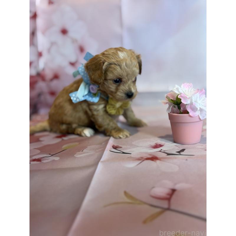 販売中の鹿児島県のチワプー:チワワ×トイプードル-453541の2枚目