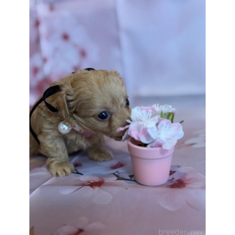 販売中の鹿児島県のチワプー:チワワ×トイプードル-453542の7枚目