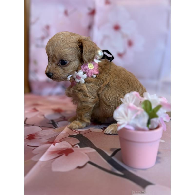 販売中の鹿児島県のチワプー:チワワ×トイプードル-453542の6枚目