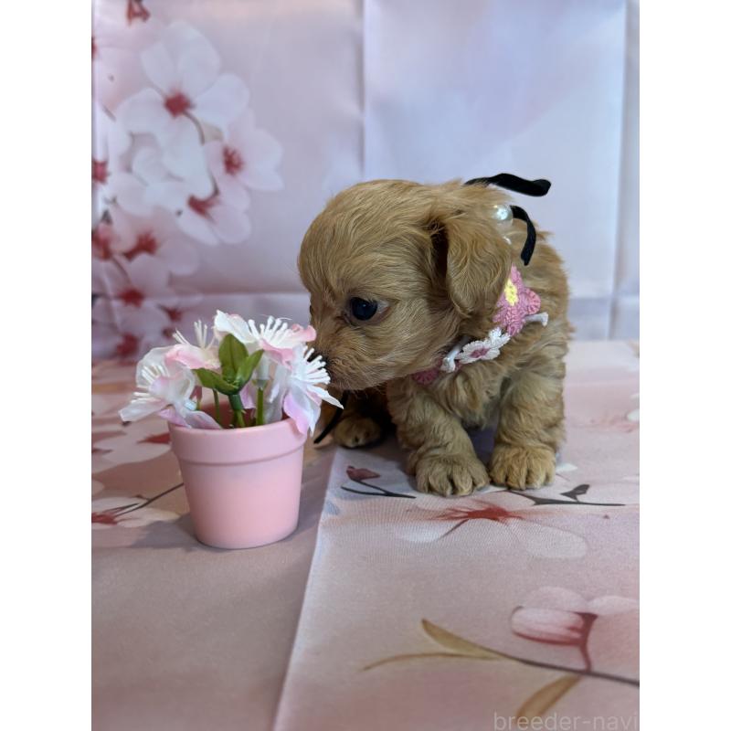 販売中の鹿児島県のチワプー:チワワ×トイプードル-453542の5枚目