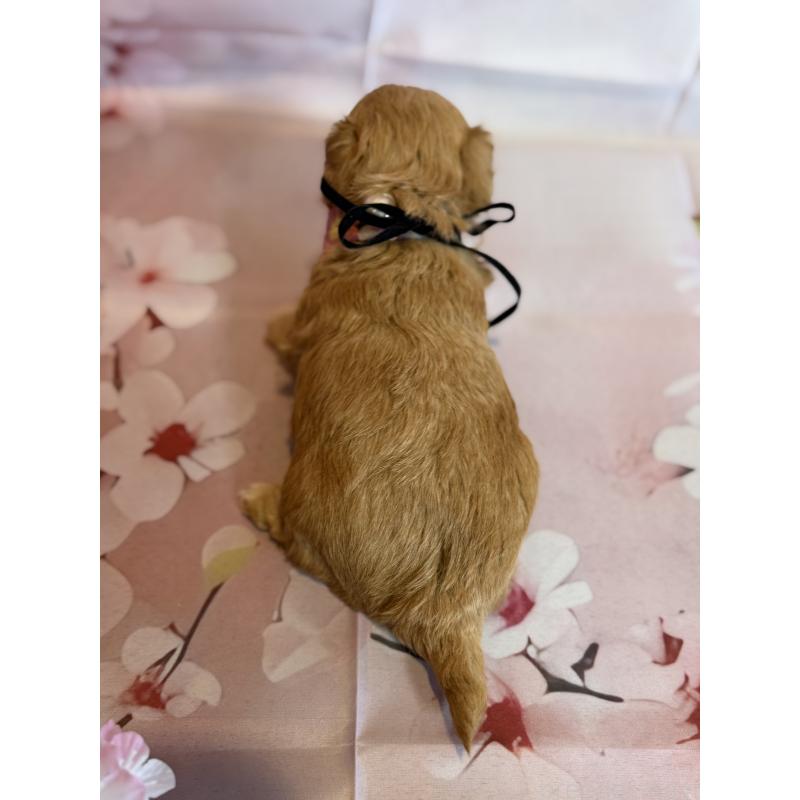 販売中の鹿児島県のチワプー:チワワ×トイプードル-453542の3枚目