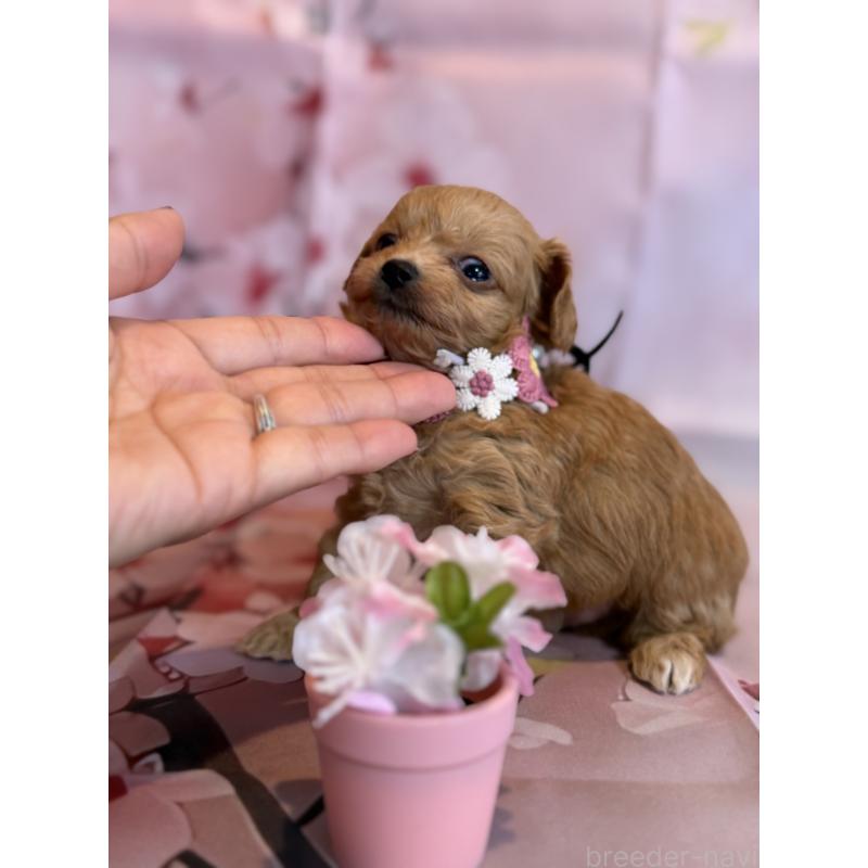 販売中の鹿児島県のチワプー:チワワ×トイプードル-453542の2枚目