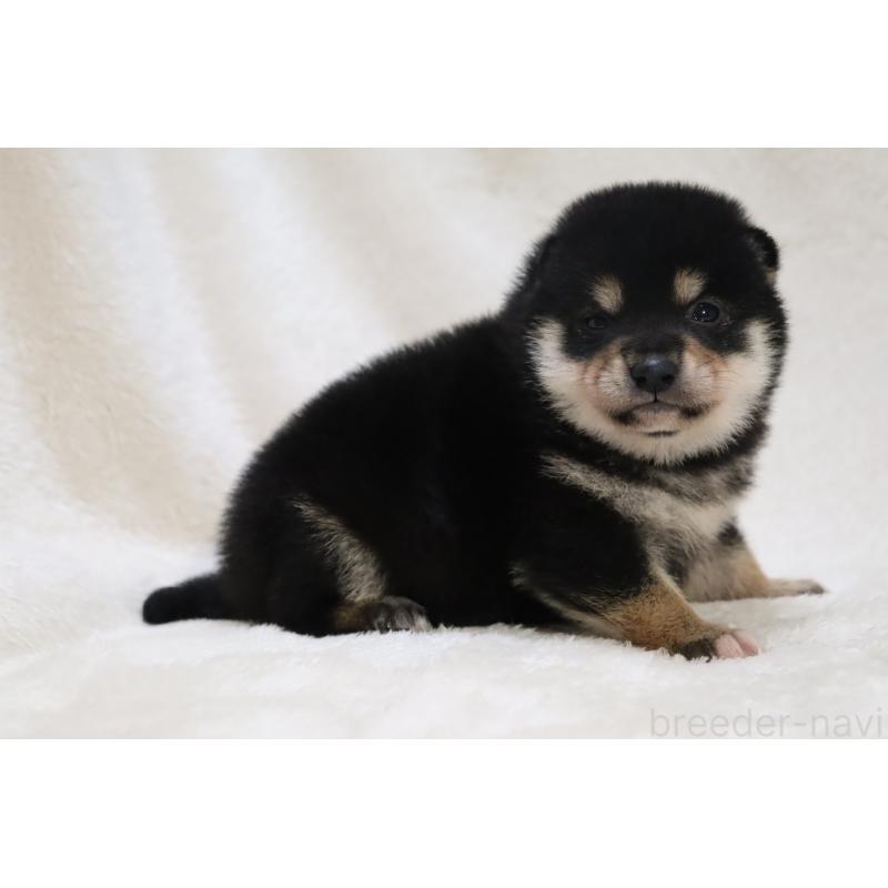 販売中の滋賀県の柴犬-453543の4枚目