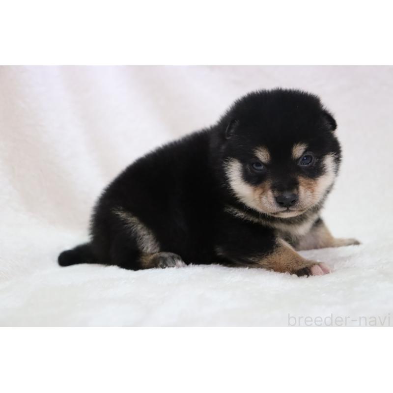 販売中の滋賀県の柴犬-453543の3枚目