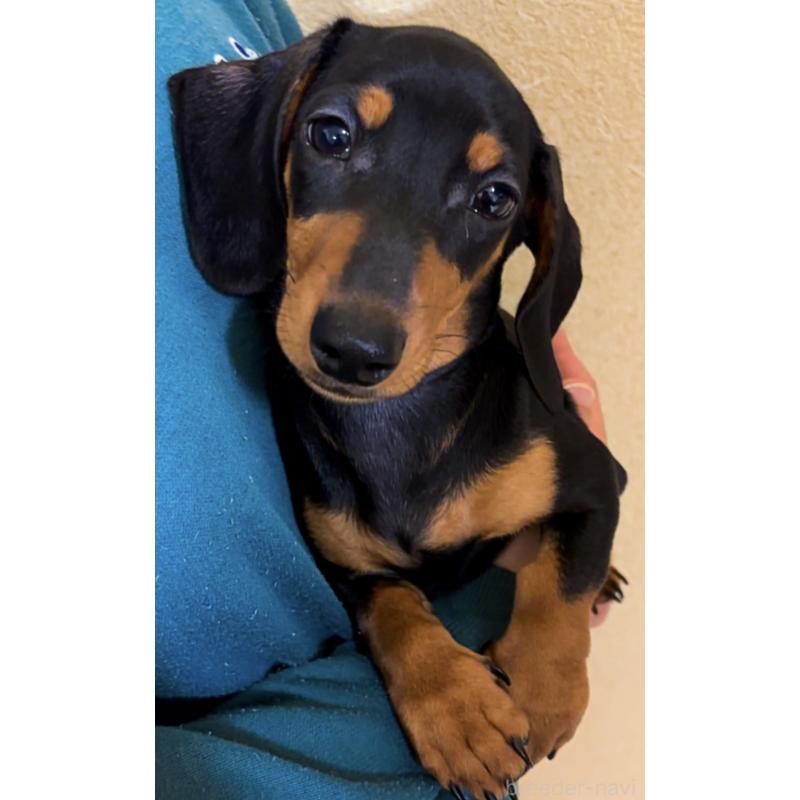 販売中の茨城県のミニチュアダックスフンド(スムースヘアード)-440537