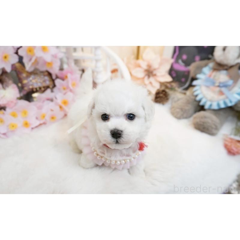 販売中の大阪府のビションフリーゼ-453669の7枚目