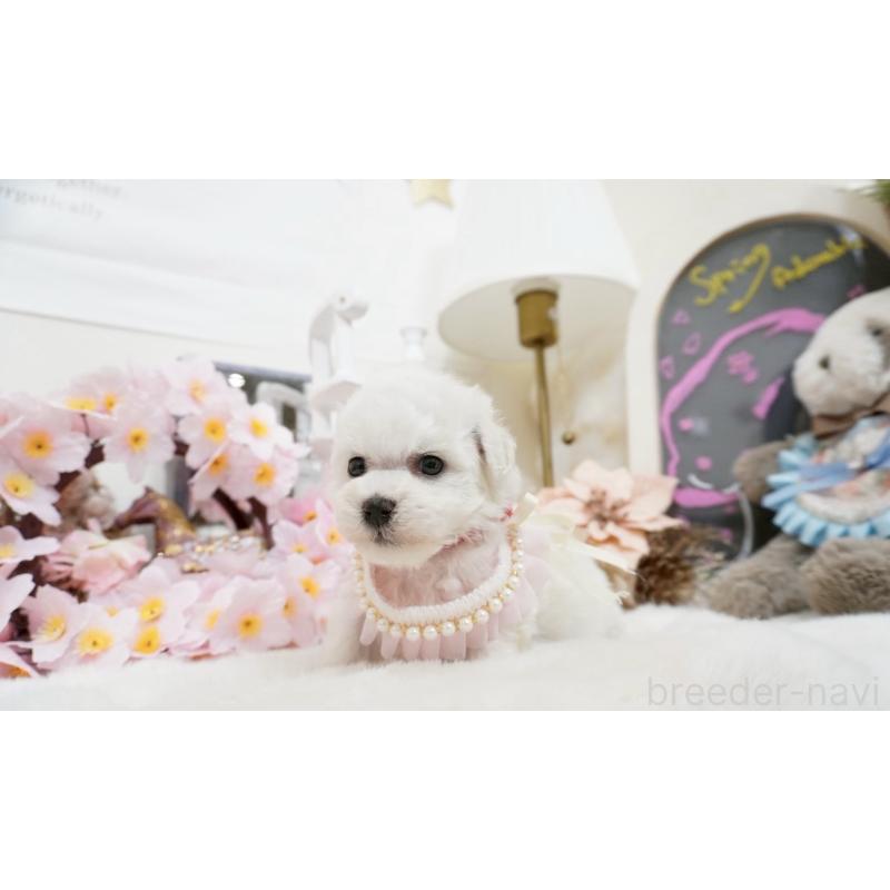 販売中の大阪府のビションフリーゼ-453669の6枚目