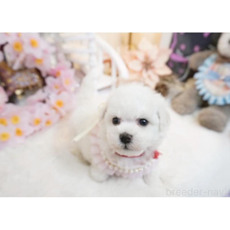 販売中の大阪府のビションフリーゼ-453669の5枚目