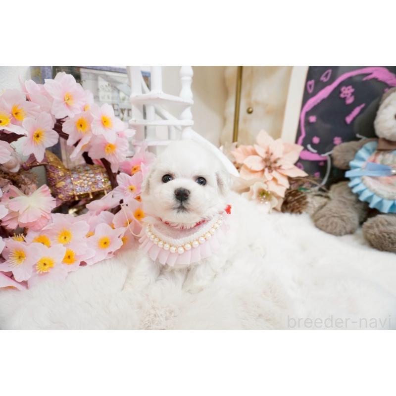 販売中の大阪府のビションフリーゼ-453669の4枚目