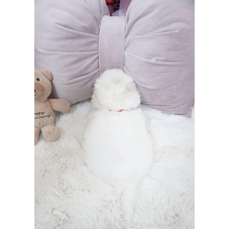 販売中の大阪府のビションフリーゼ-453669の3枚目