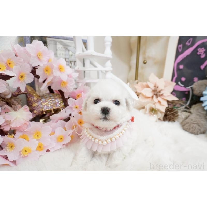 販売中の大阪府のビションフリーゼ-453669の2枚目