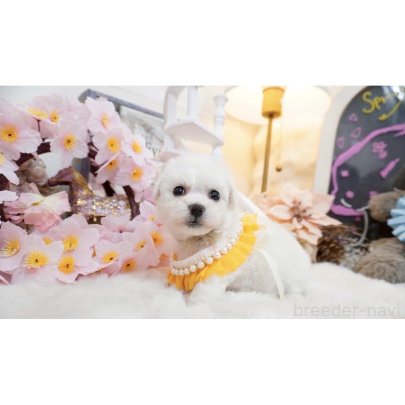 販売中の大阪府のビションフリーゼ-453670の6枚目