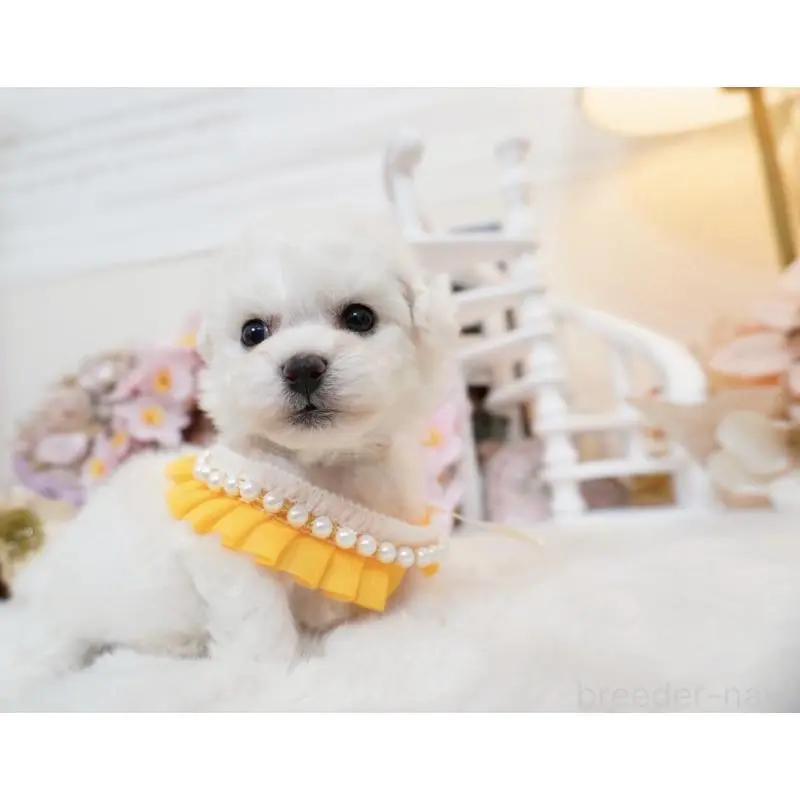 販売中の大阪府のビションフリーゼ-453670の5枚目