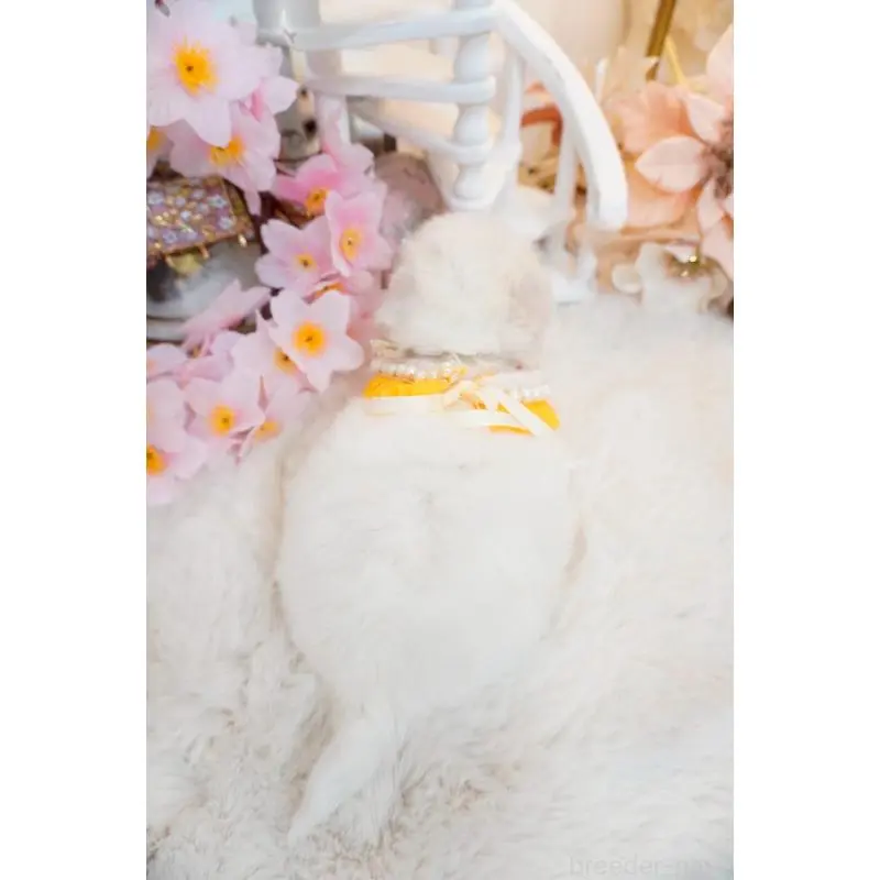 販売中の大阪府のビションフリーゼ-453670の4枚目