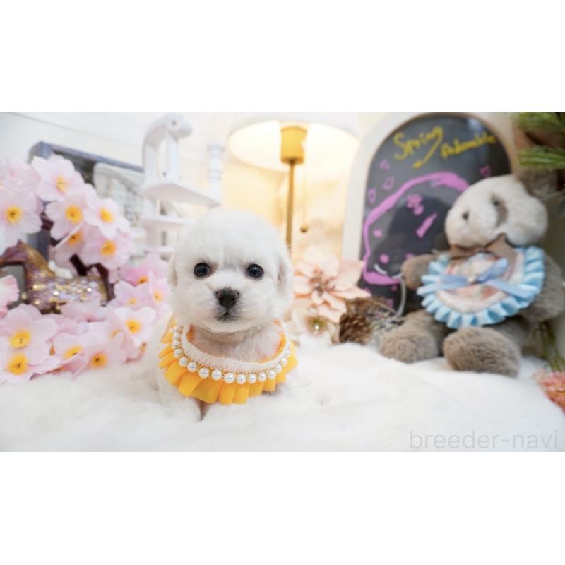 販売中の大阪府のビションフリーゼ-453670の3枚目