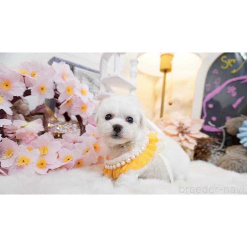 販売中の大阪府のビションフリーゼ-453670の2枚目