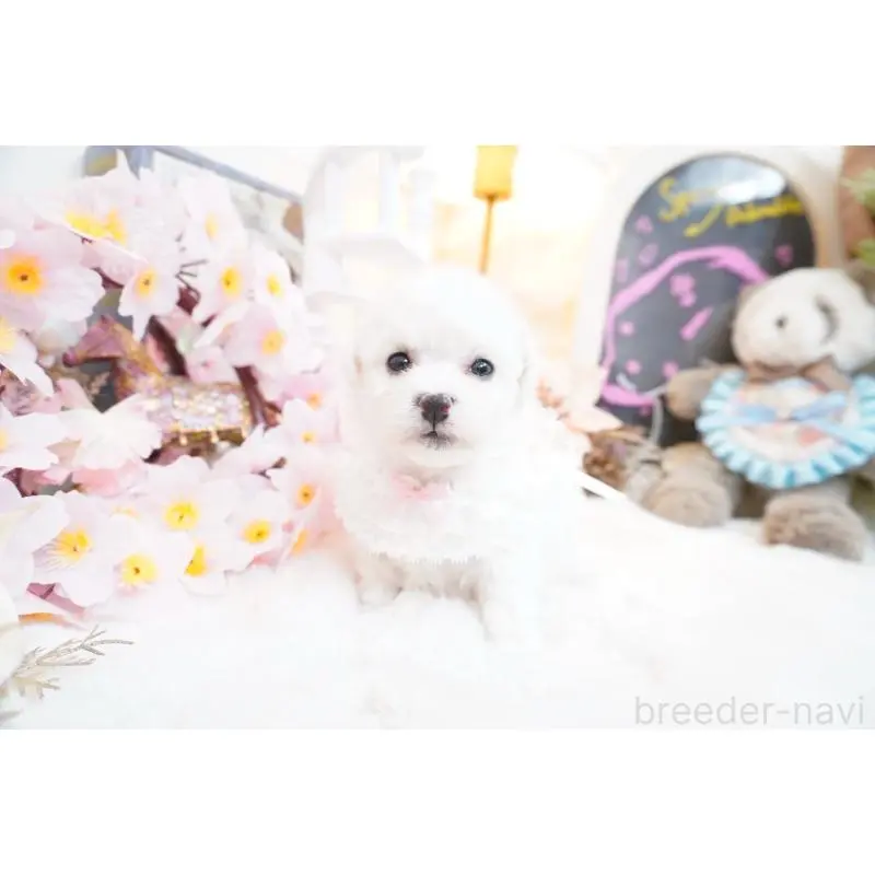 販売中の大阪府のビションフリーゼ-453671の6枚目