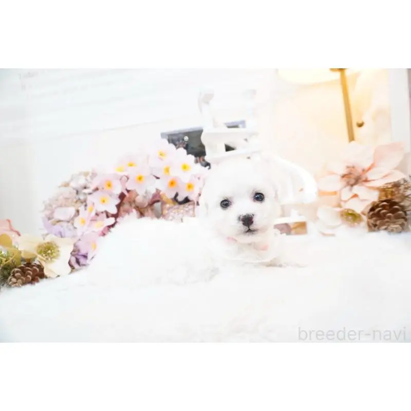 販売中の大阪府のビションフリーゼ-453671の4枚目