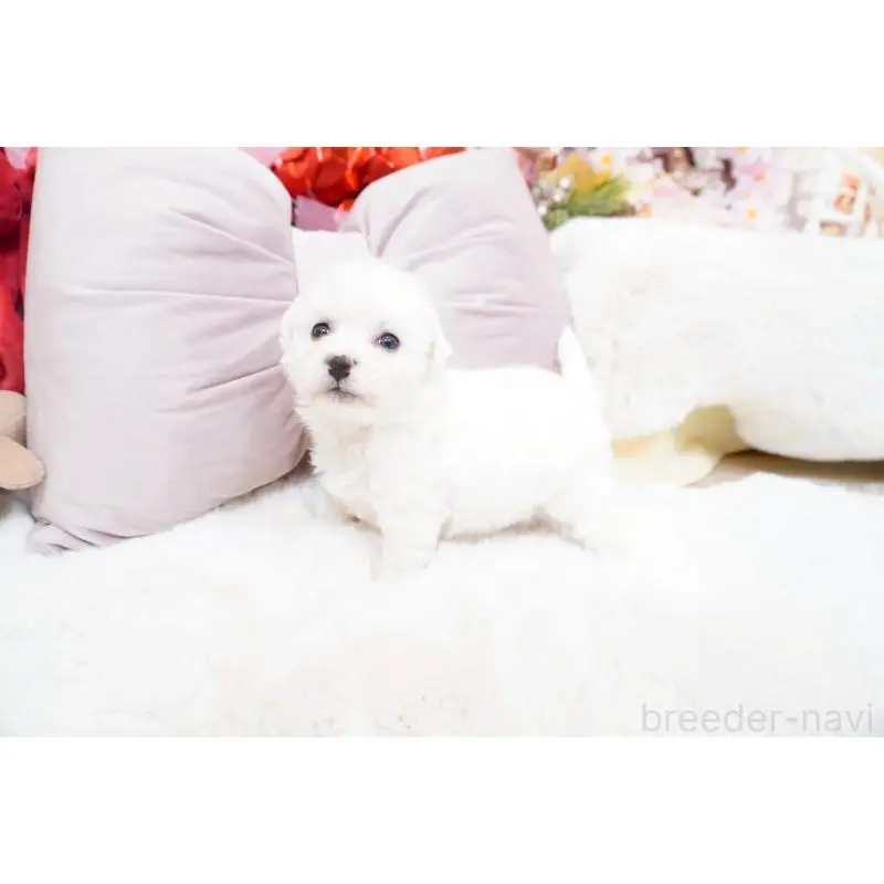 販売中の大阪府のビションフリーゼ-453671の5枚目