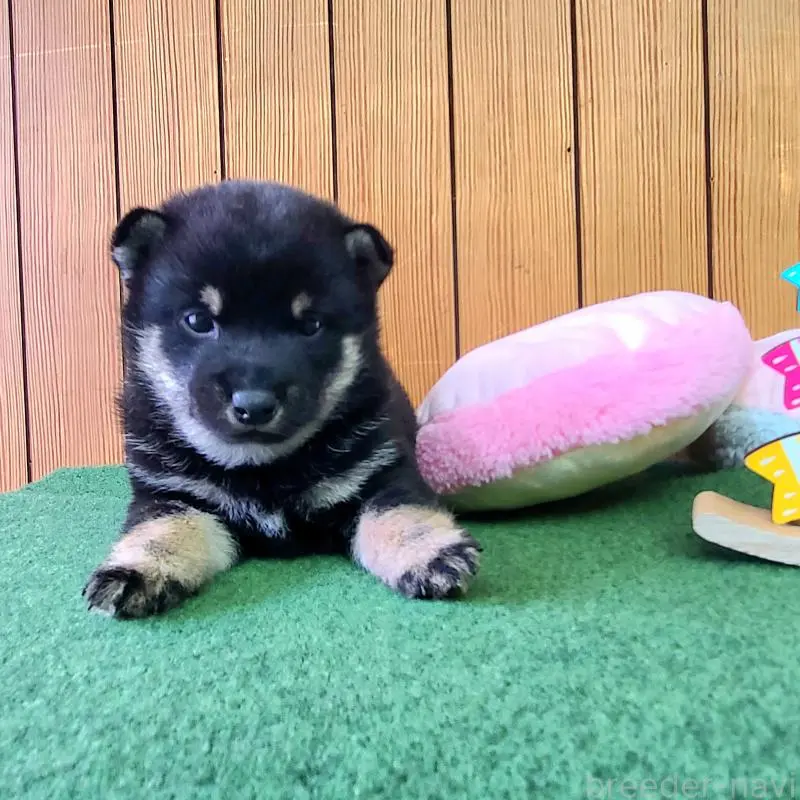 販売中の神奈川県の豆柴-453672の5枚目