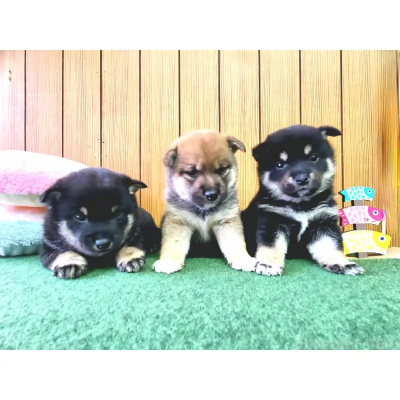 販売中の神奈川県の豆柴-453672の4枚目