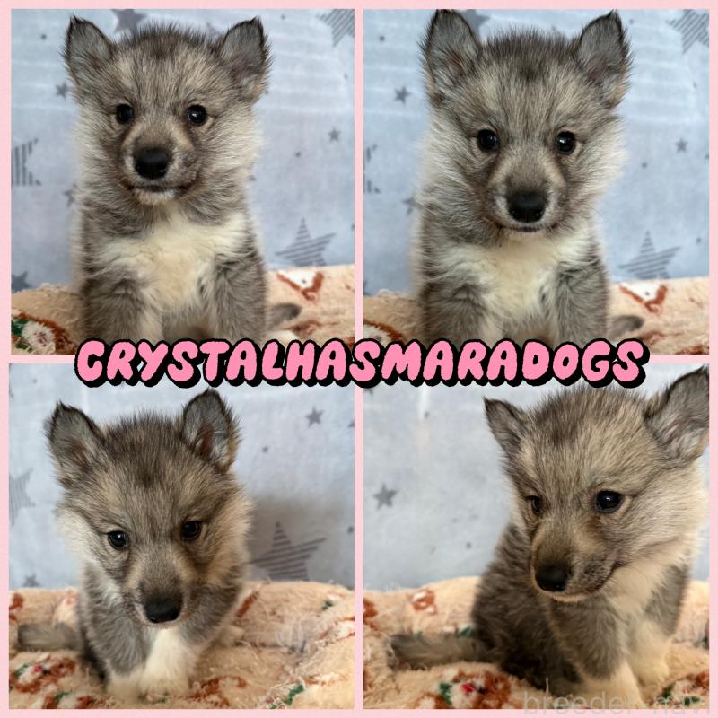 父 準外産シルバー&ホワイト
母 準外産レッド&ホワイト
まだまだ日本ではレアカラーのアグーティの女の子
成犬になるととても綺麗なカッコいいカラーです。

初回ワクチン、マイクロチップ、予備駆虫全て込み