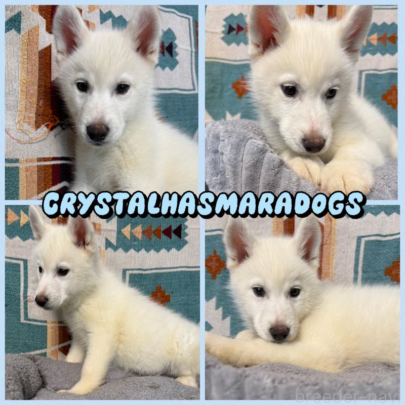 父 準外産ホワイト
母 準外産レッド&ホワイト
まだまだ日本では珍しいホワイトの男の子になります。
とても人懐っこい元気いっぱいな子です。

初回ワクチン、マイクロチップ、予備駆虫全て込み