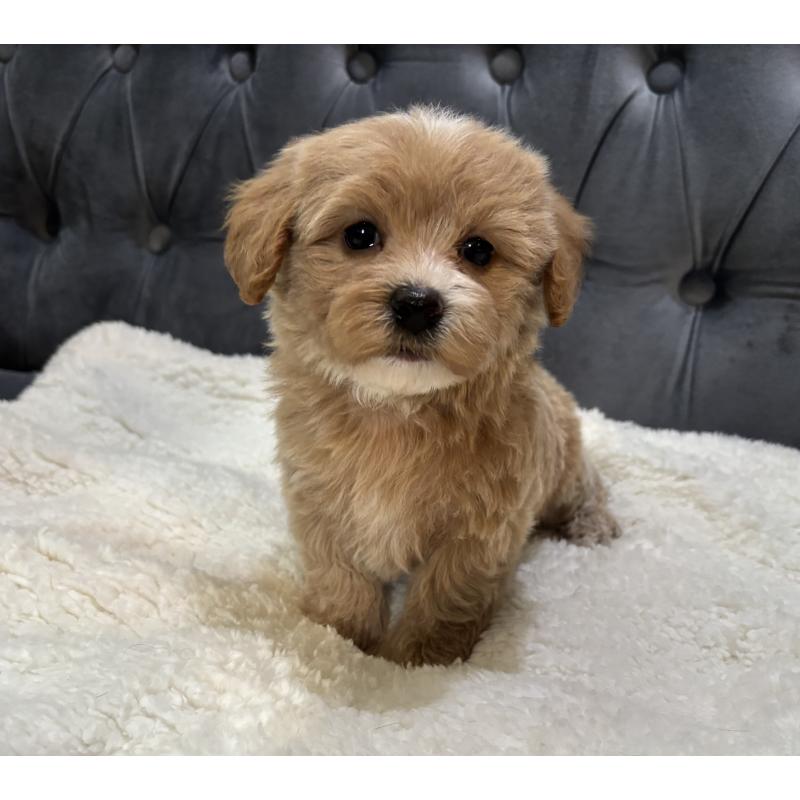 販売中の鹿児島県のマルプー:マルチーズ×トイプードル-453685の12枚目