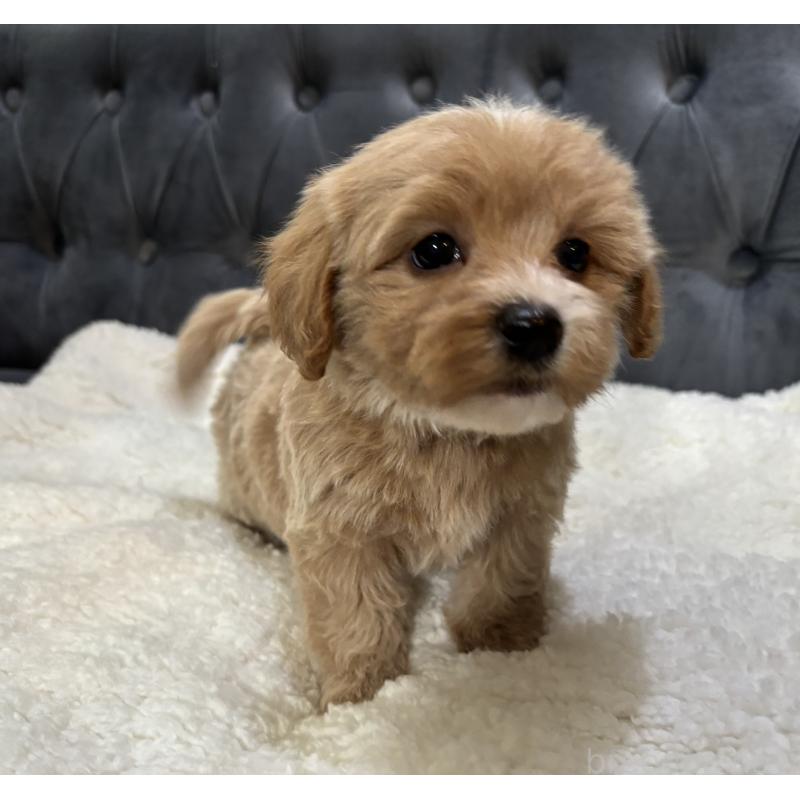 販売中の鹿児島県のマルプー:マルチーズ×トイプードル-453685の11枚目