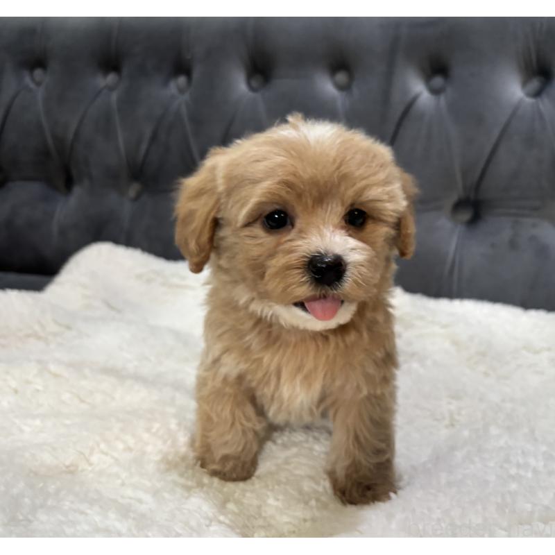 販売中の鹿児島県のマルプー:マルチーズ×トイプードル-453685の10枚目