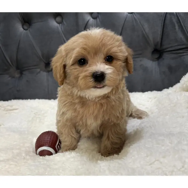 販売中の鹿児島県のマルプー:マルチーズ×トイプードル-453685の9枚目