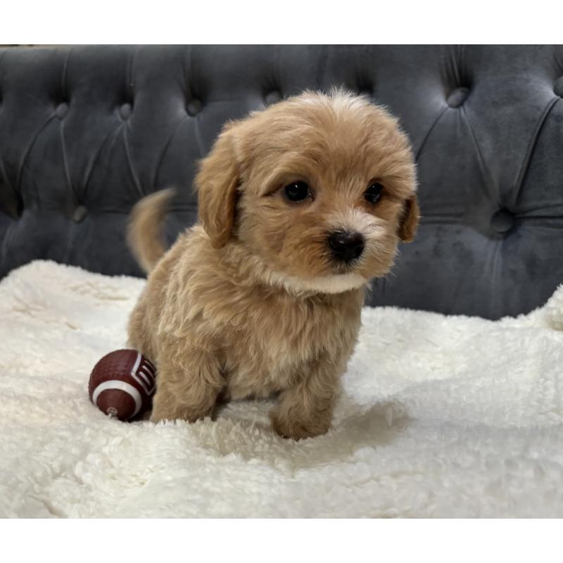 販売中の鹿児島県のマルプー:マルチーズ×トイプードル-453685の8枚目