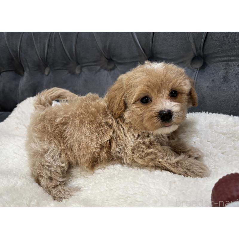 販売中の鹿児島県のマルプー:マルチーズ×トイプードル-453685の7枚目