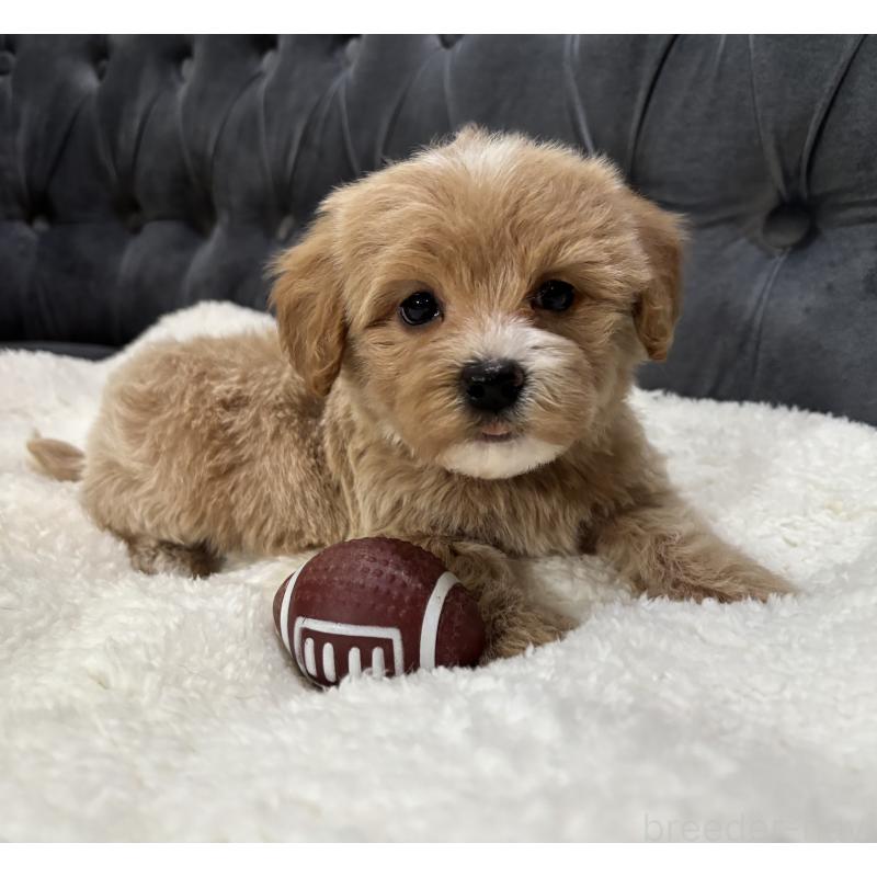 販売中の鹿児島県のマルプー:マルチーズ×トイプードル-453685の6枚目