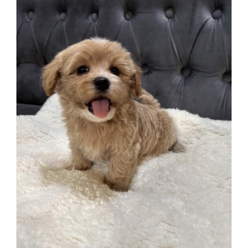 販売中の鹿児島県のマルプー:マルチーズ×トイプードル-453685の5枚目