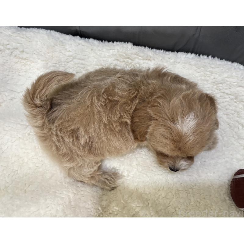 販売中の鹿児島県のマルプー:マルチーズ×トイプードル-453685の4枚目