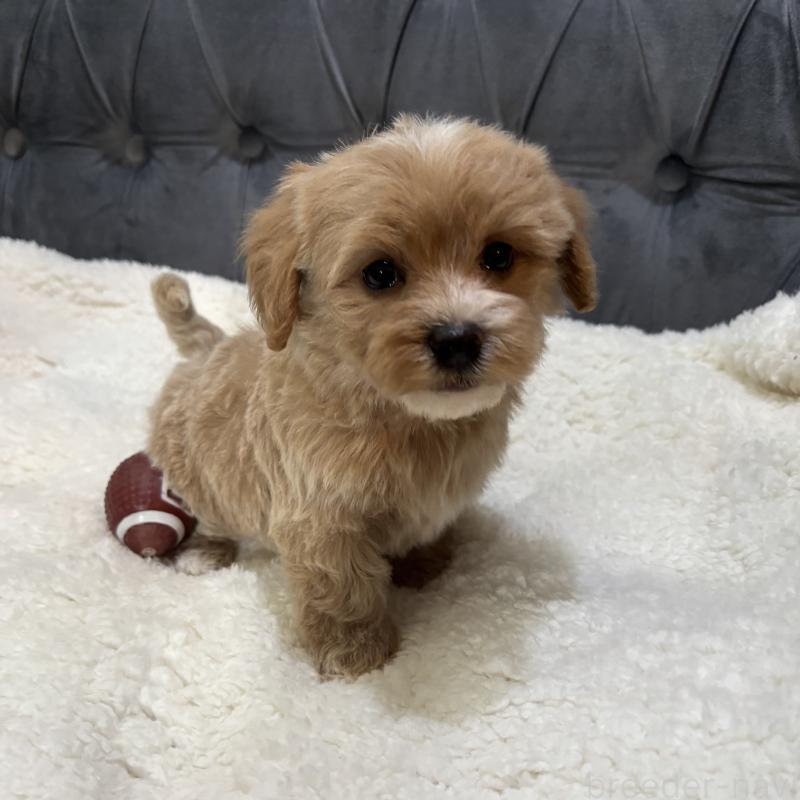 販売中の鹿児島県のマルプー:マルチーズ×トイプードル-453685の3枚目