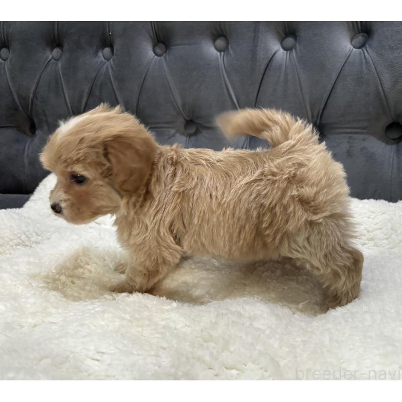 販売中の鹿児島県のマルプー:マルチーズ×トイプードル-453685の2枚目