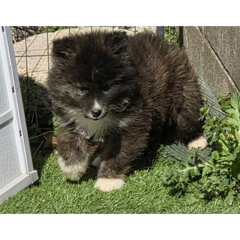 販売中の福岡県のミックス犬-453687の4枚目