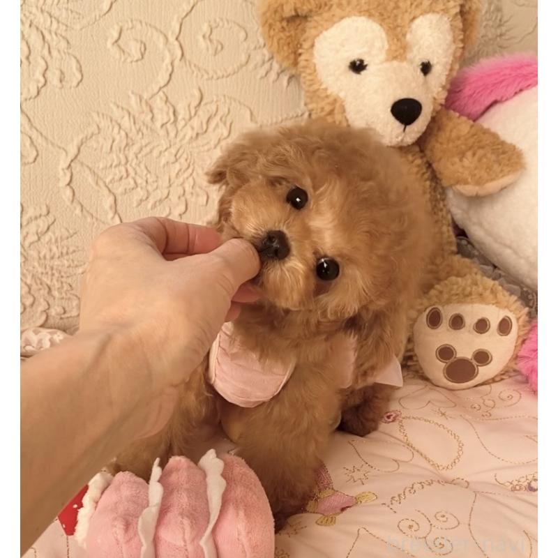 成約済の岩手県のティーカッププードル-446727の3枚目