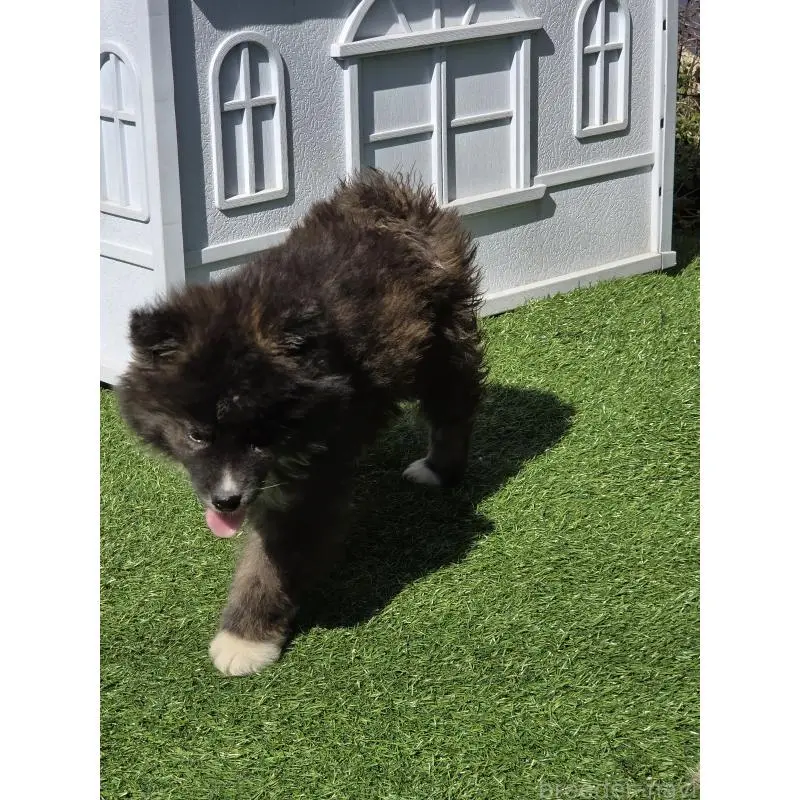 販売中の福岡県のミックス犬-453687の3枚目