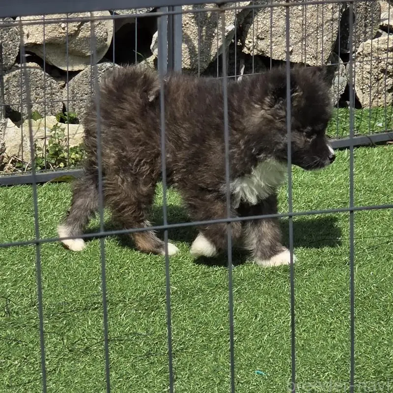 販売中の福岡県のミックス犬-453687の2枚目