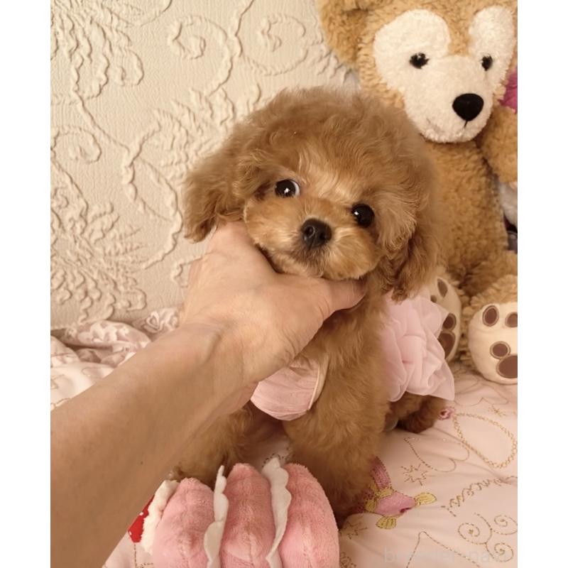 成約済の岩手県のティーカッププードル-446727の2枚目